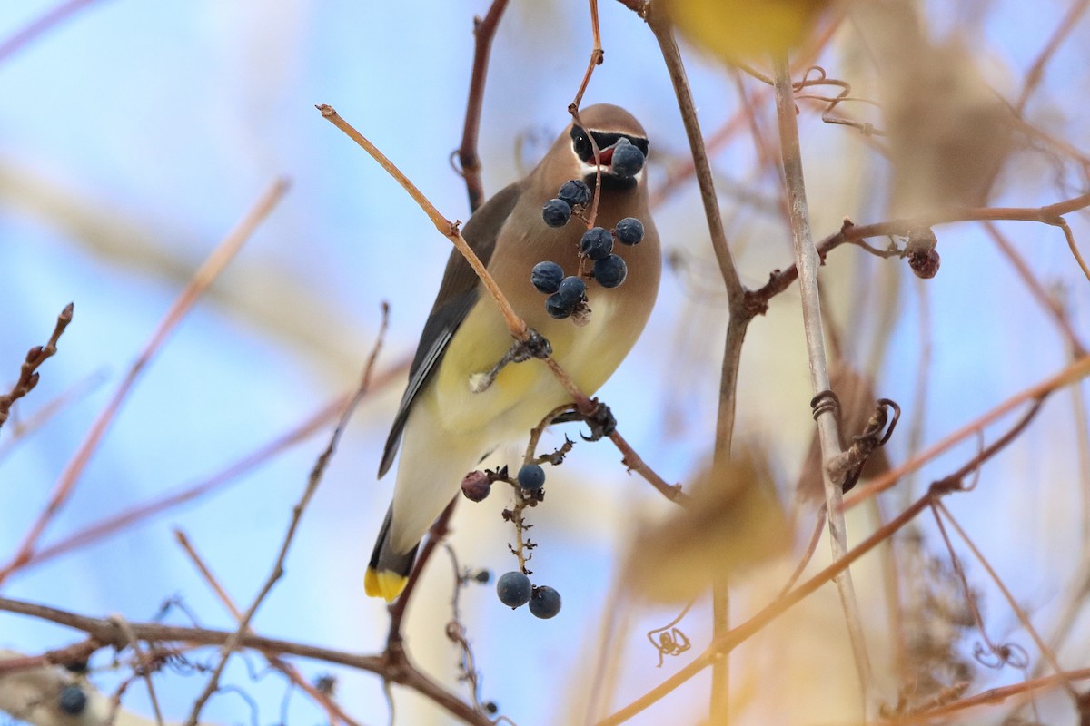 Sedir İpekkuyruğu - ML645035484