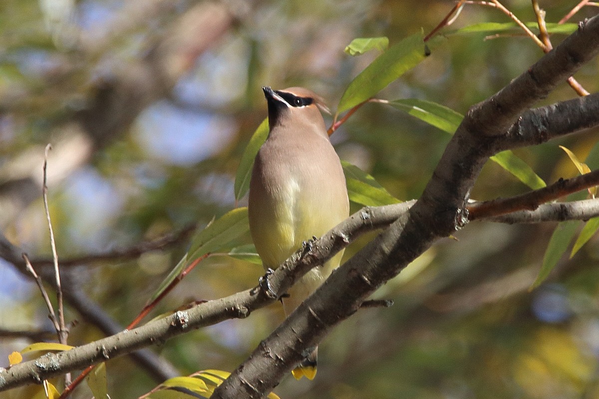 Sedir İpekkuyruğu - ML645035486