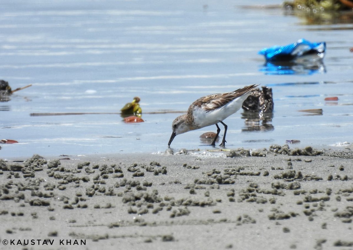 Red-necked/Little Stint - ML645035487