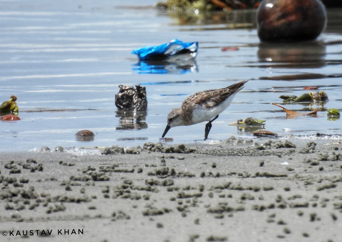 Red-necked/Little Stint - ML645035488