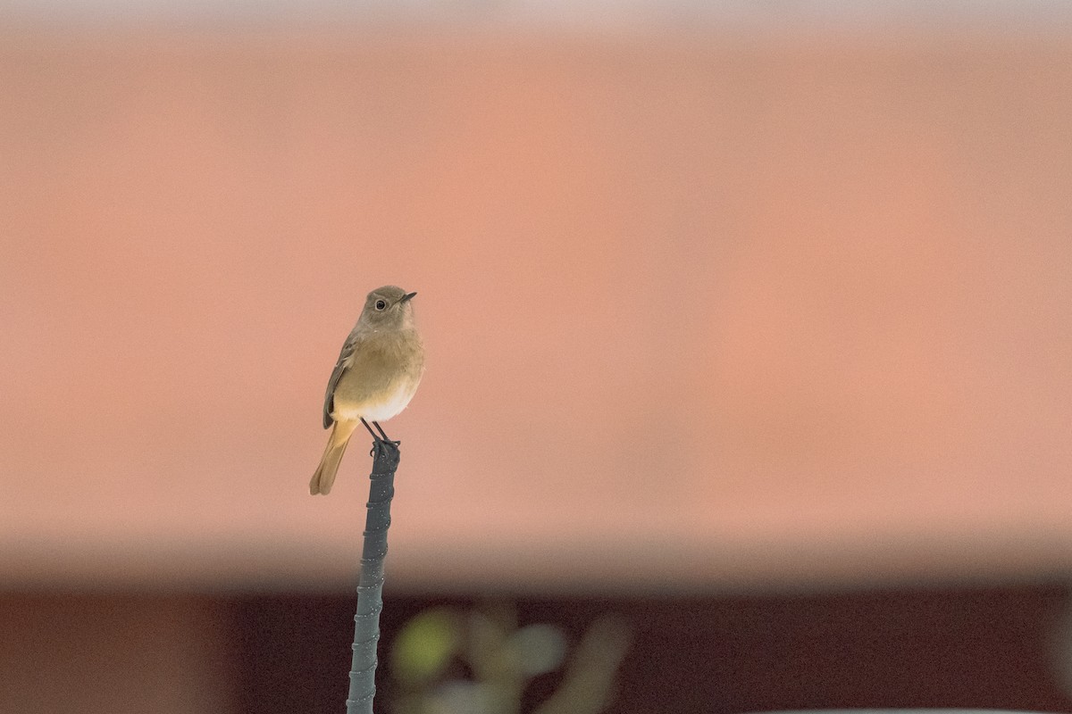 חכלילית סיבירית - ML645035498