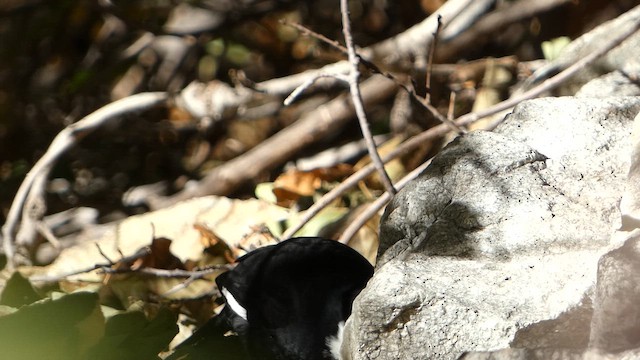 White-headed Woodpecker - ML645035528