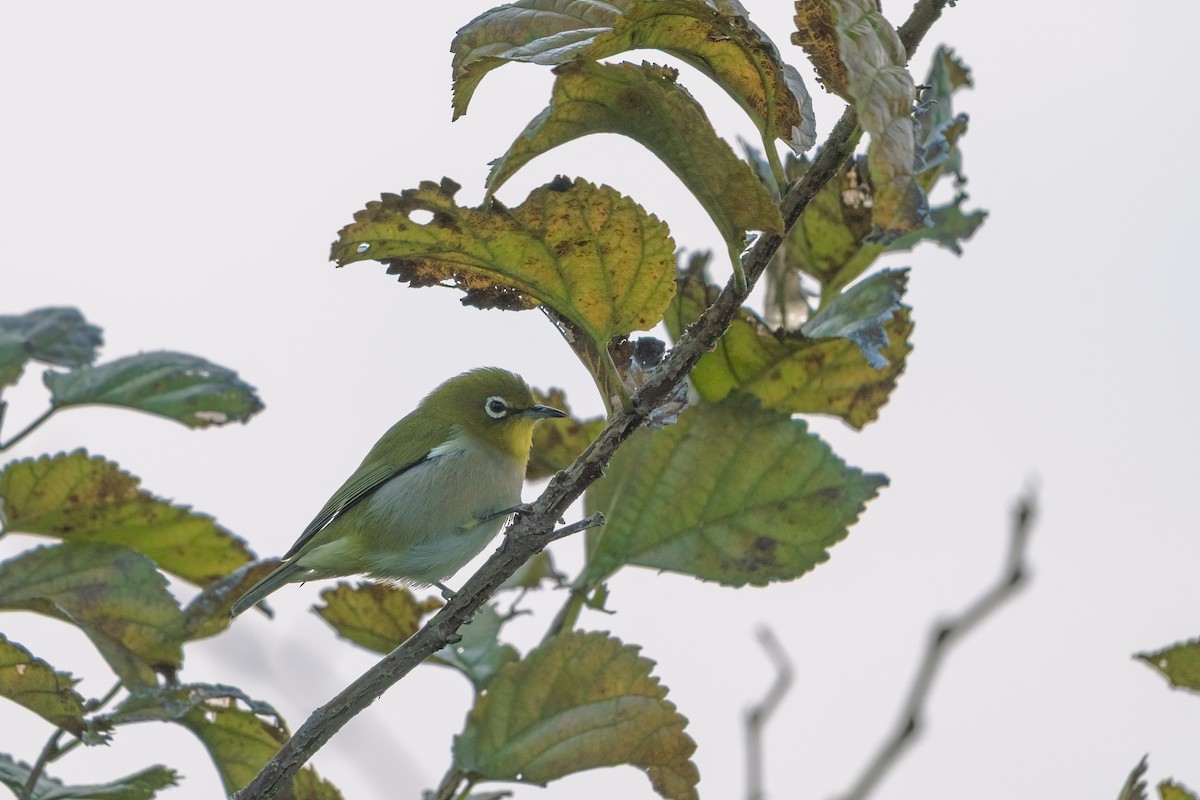 Warbling White-eye - ML645035536