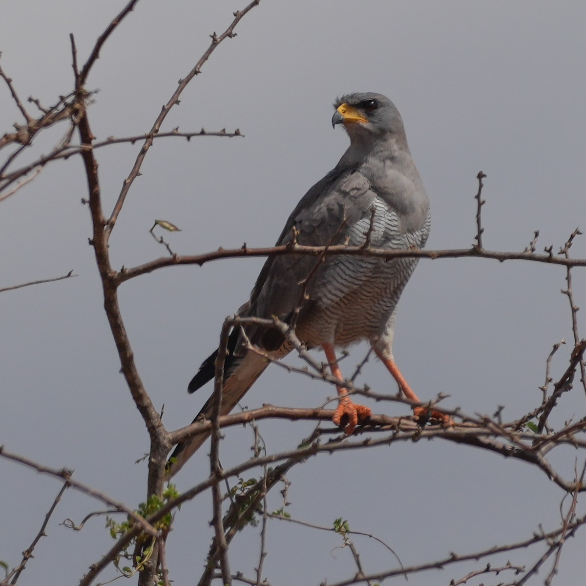 Eastern Chanting-Goshawk - ML645035542