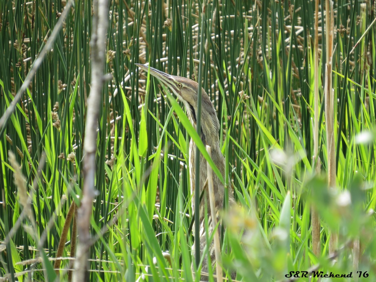Бугай американський - ML645035547