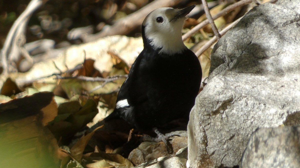 White-headed Woodpecker - ML645035553