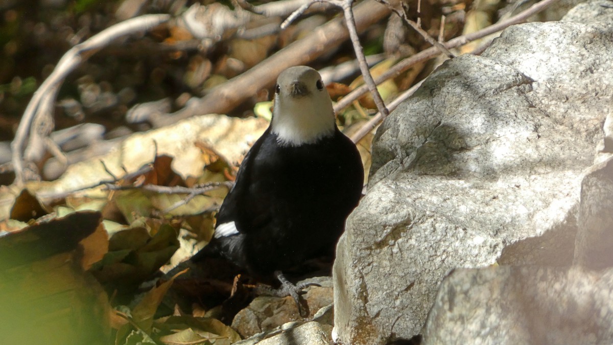 White-headed Woodpecker - ML645035554