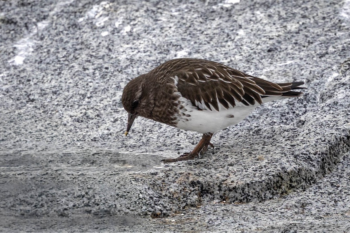 Black Turnstone - ML645035555