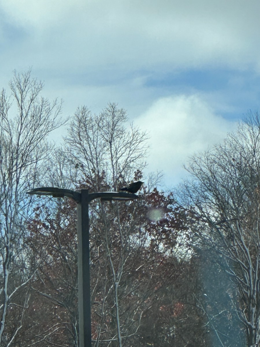 American Crow - ML645035576