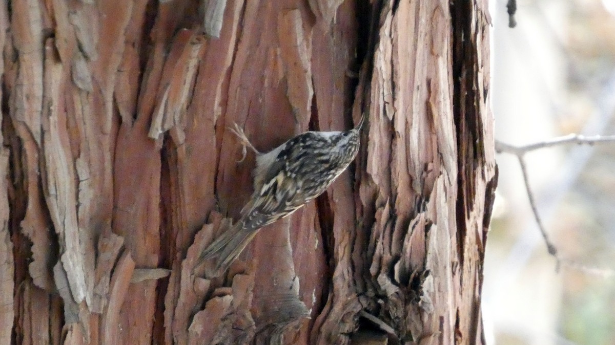 Brown Creeper - ML645035579