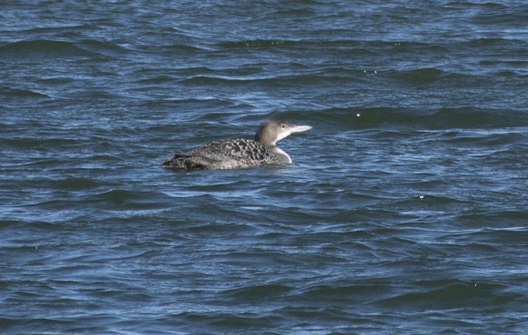 Common Loon - ML645035584