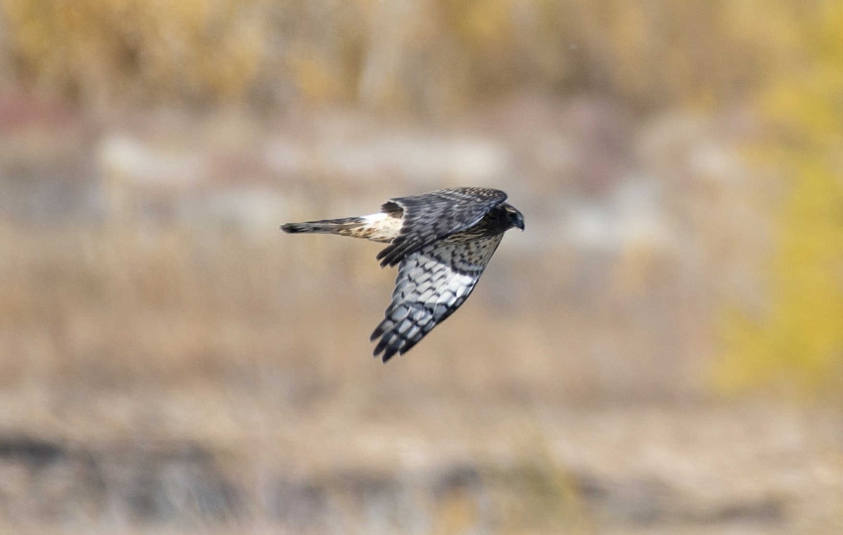 Лунь американський - ML645035592