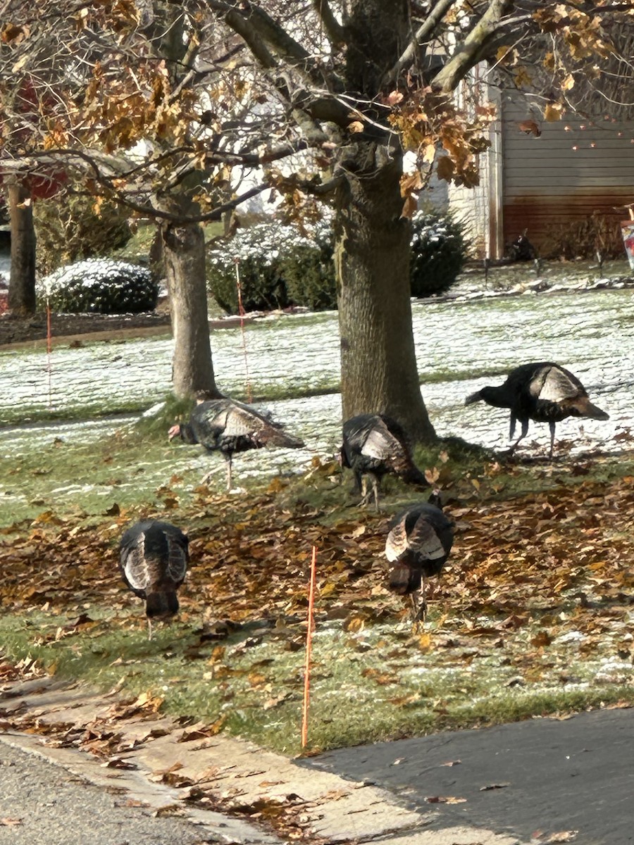 Wild Turkey - ML645035607