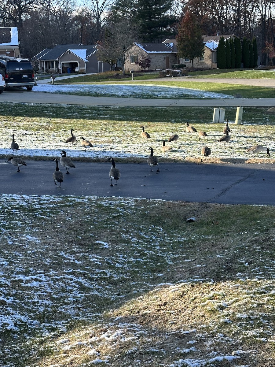 カナダガン - ML645035613