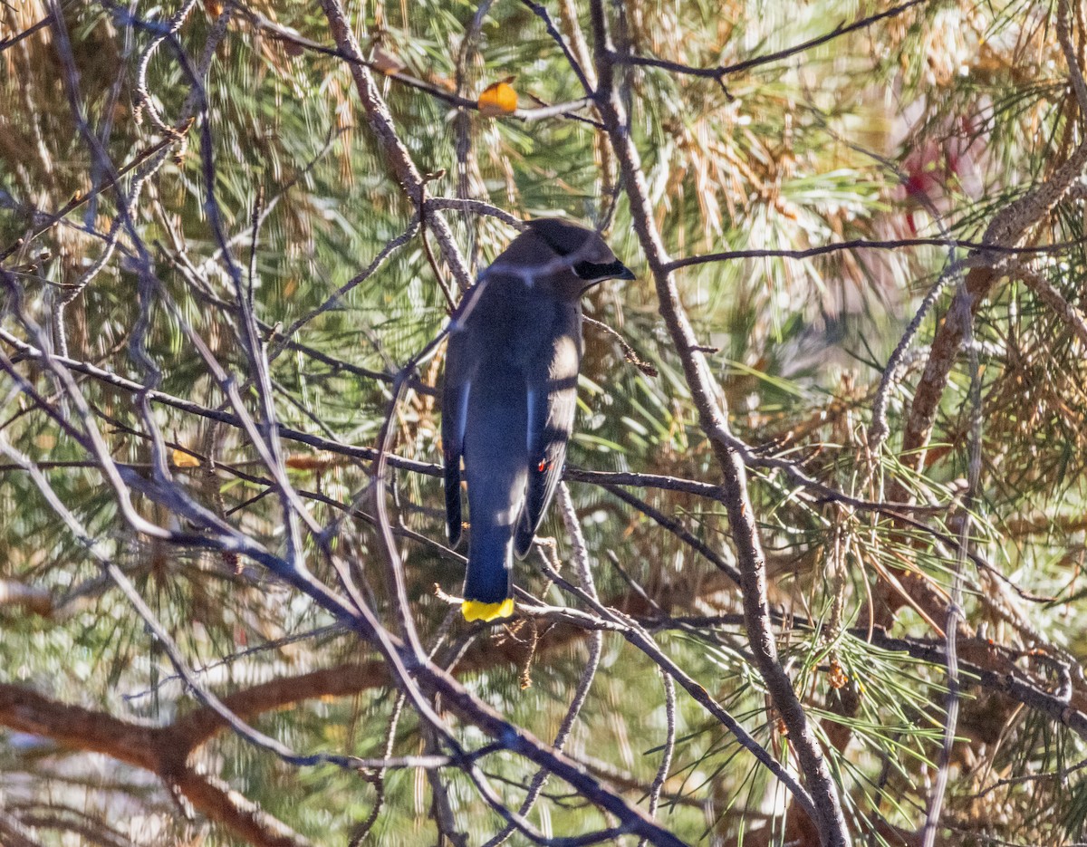 Sedir İpekkuyruğu - ML645035628