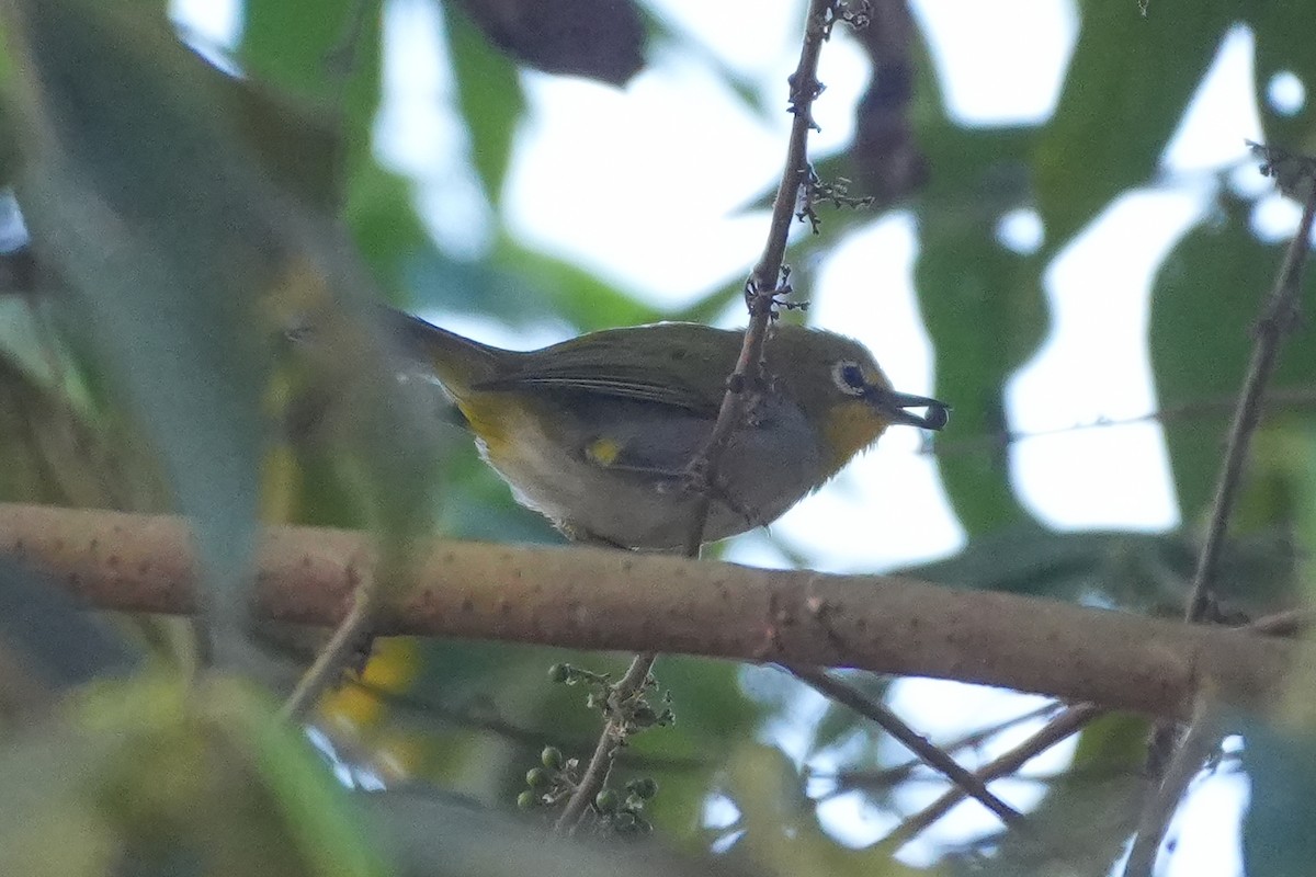 South Pare White-eye - ML645035630