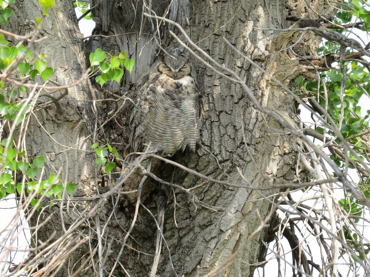 Great Horned Owl - ML645035647