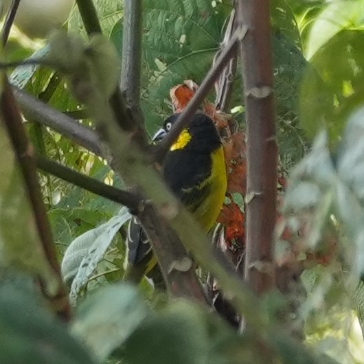 Tejedor Baglafecht - ML645035661