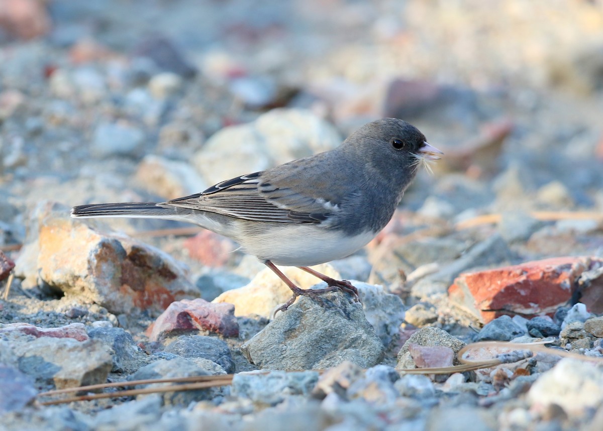 Dark-eyed Junco (Slate-colored) - ML645035665
