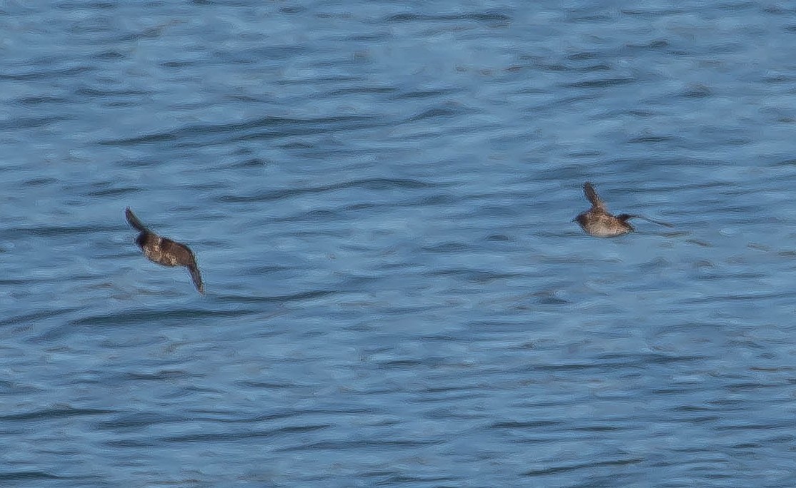 Пижик короткодзьобий - ML645035677