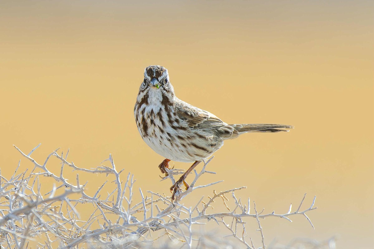 Song Sparrow - ML645035678