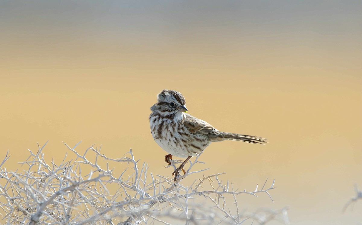 Song Sparrow - ML645035679