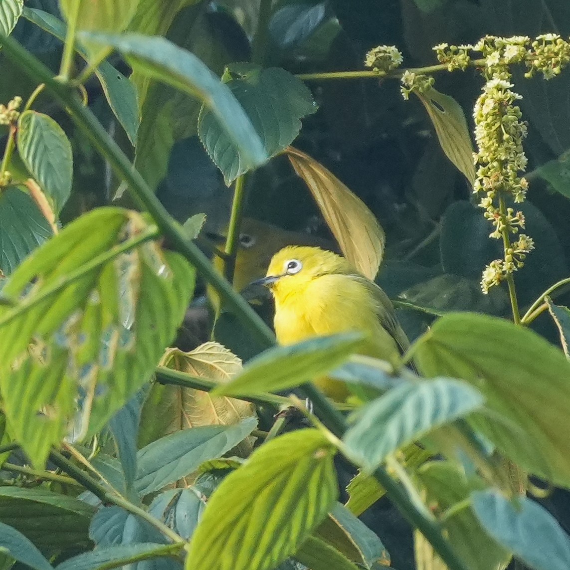 Southern Yellow White-eye - ML645035694