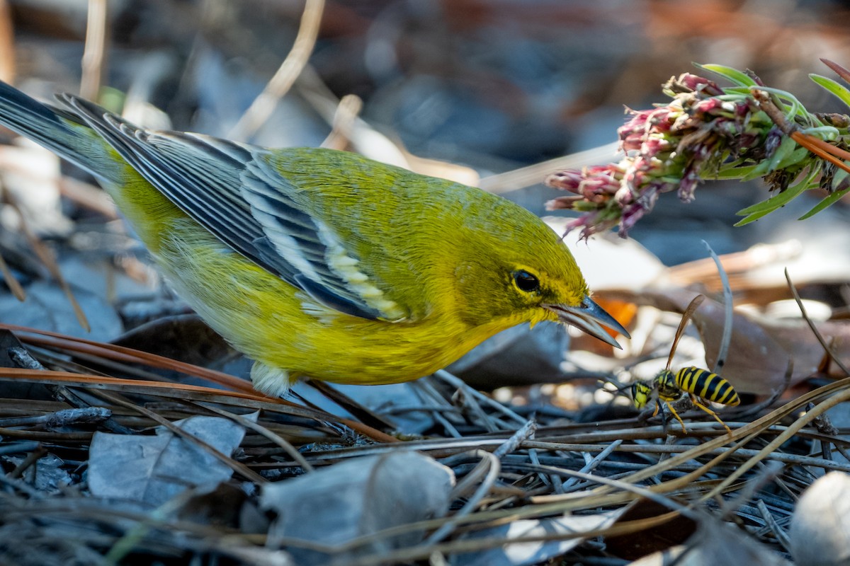 סבכון אורנים - ML645035703