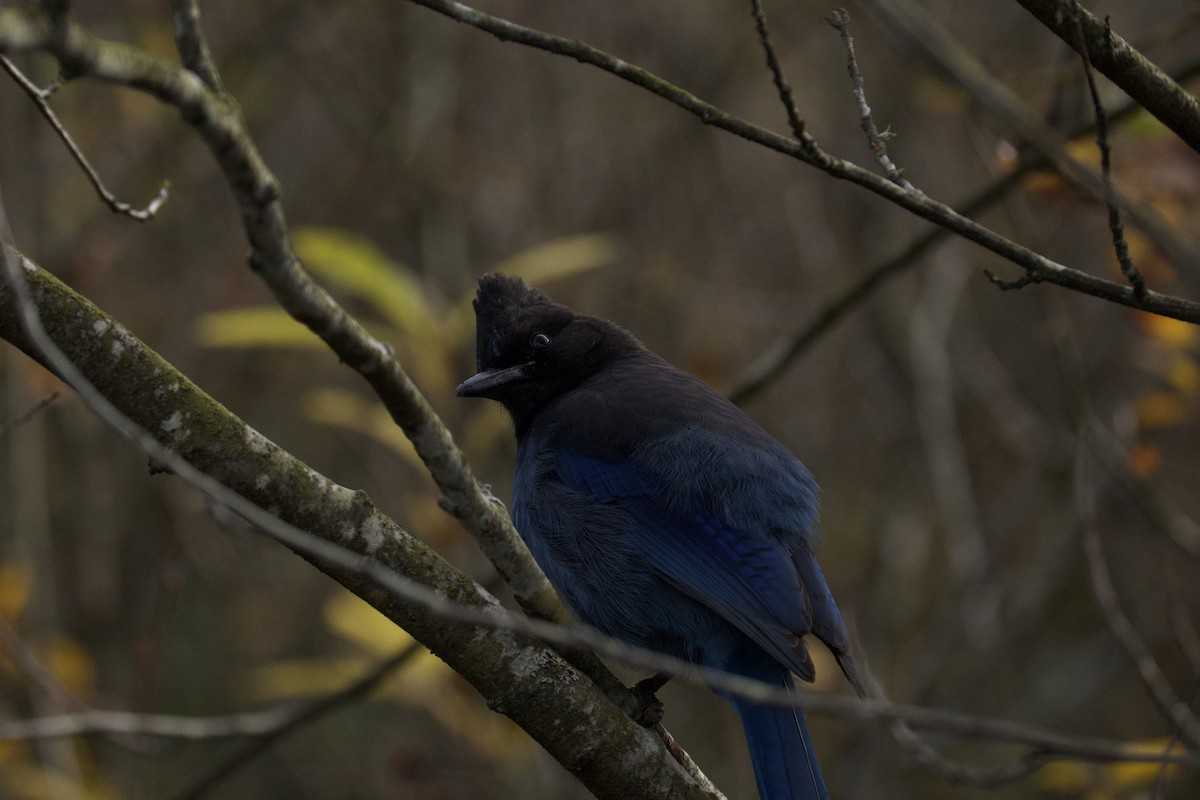 Steller Kargası - ML645035704