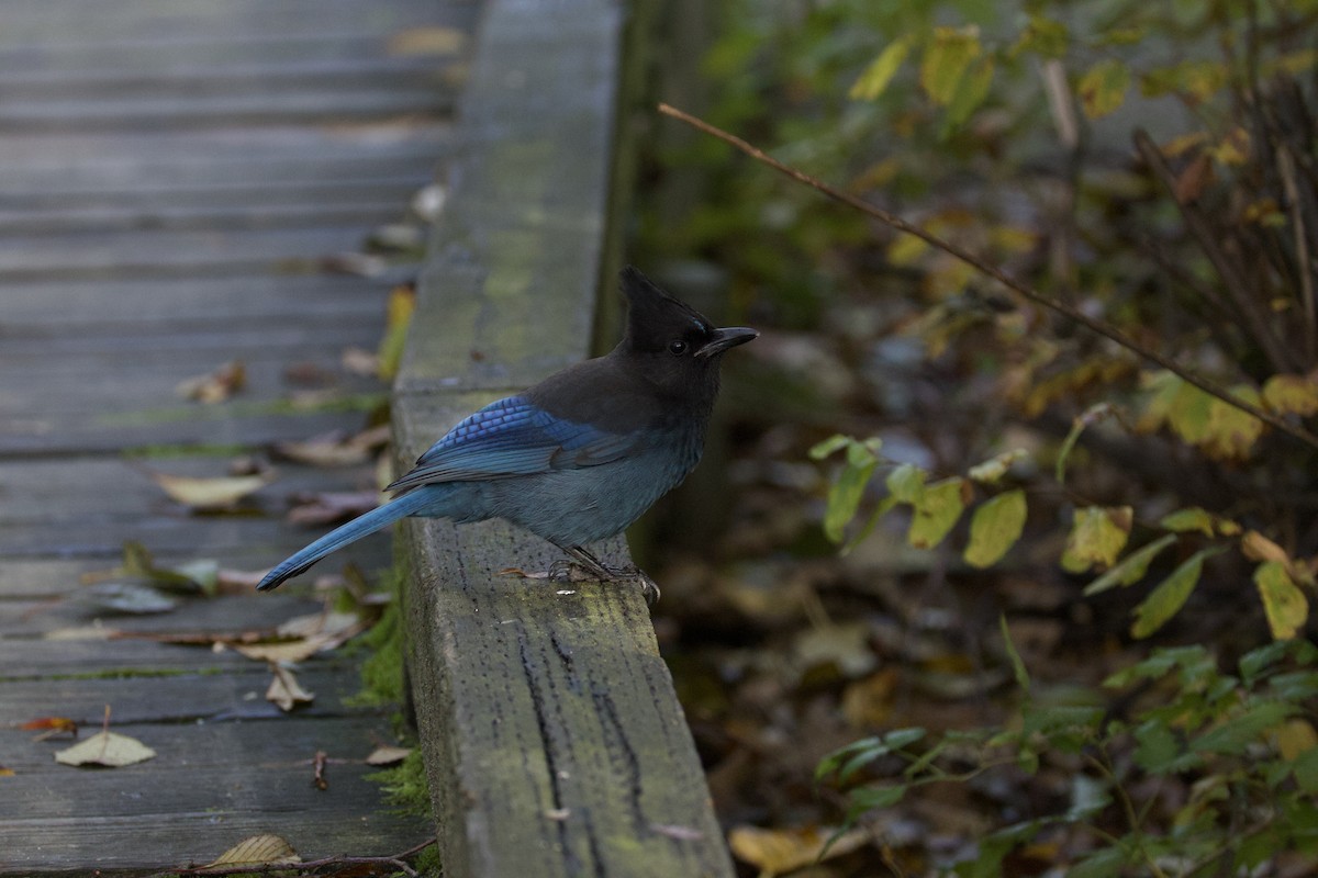 Steller Kargası - ML645035705