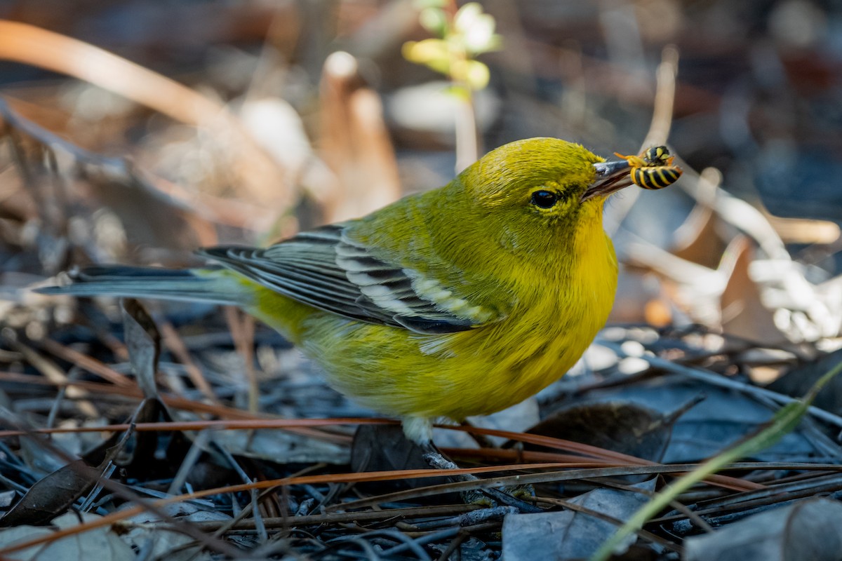 סבכון אורנים - ML645035708