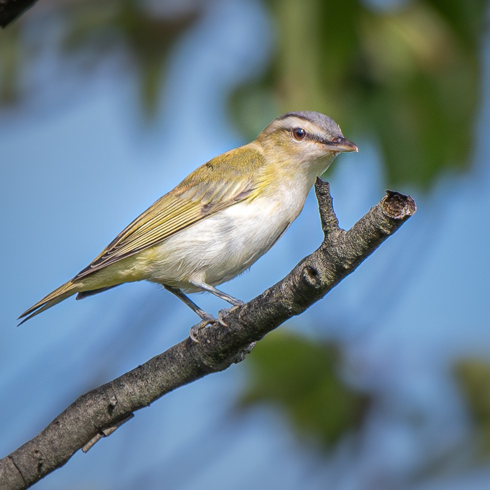 アカメモズモドキ - ML645035711