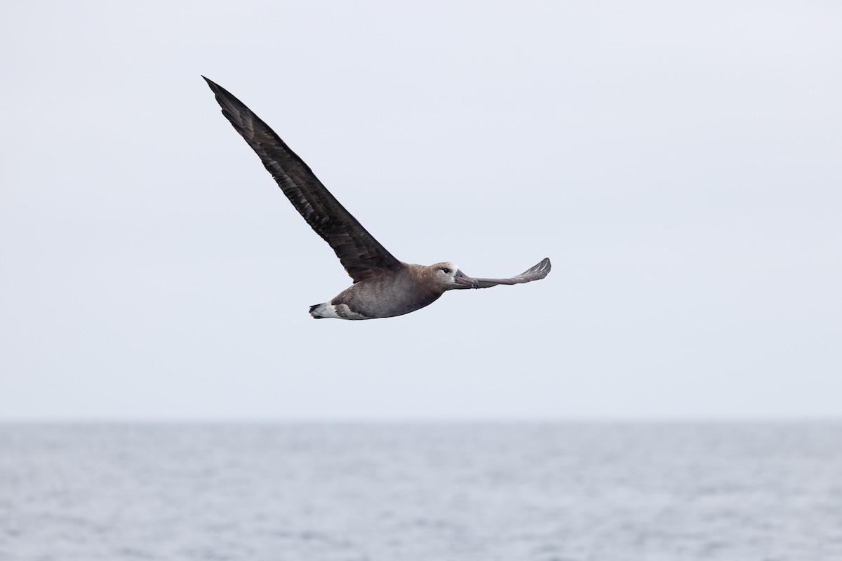 albatros černonohý - ML645035714