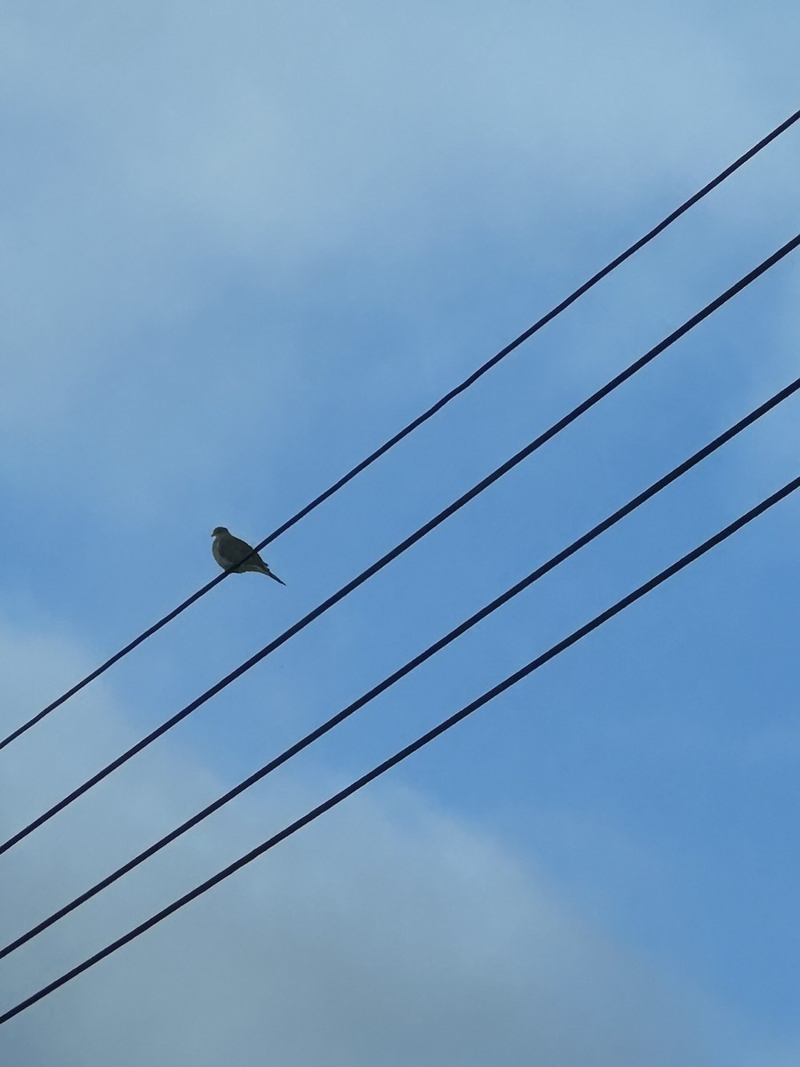 Mourning Dove - ML645035721