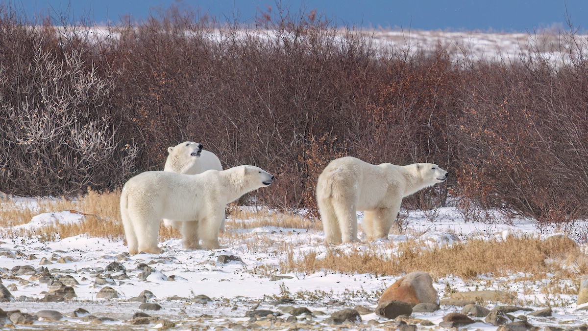 Polar Bear - ML645035744