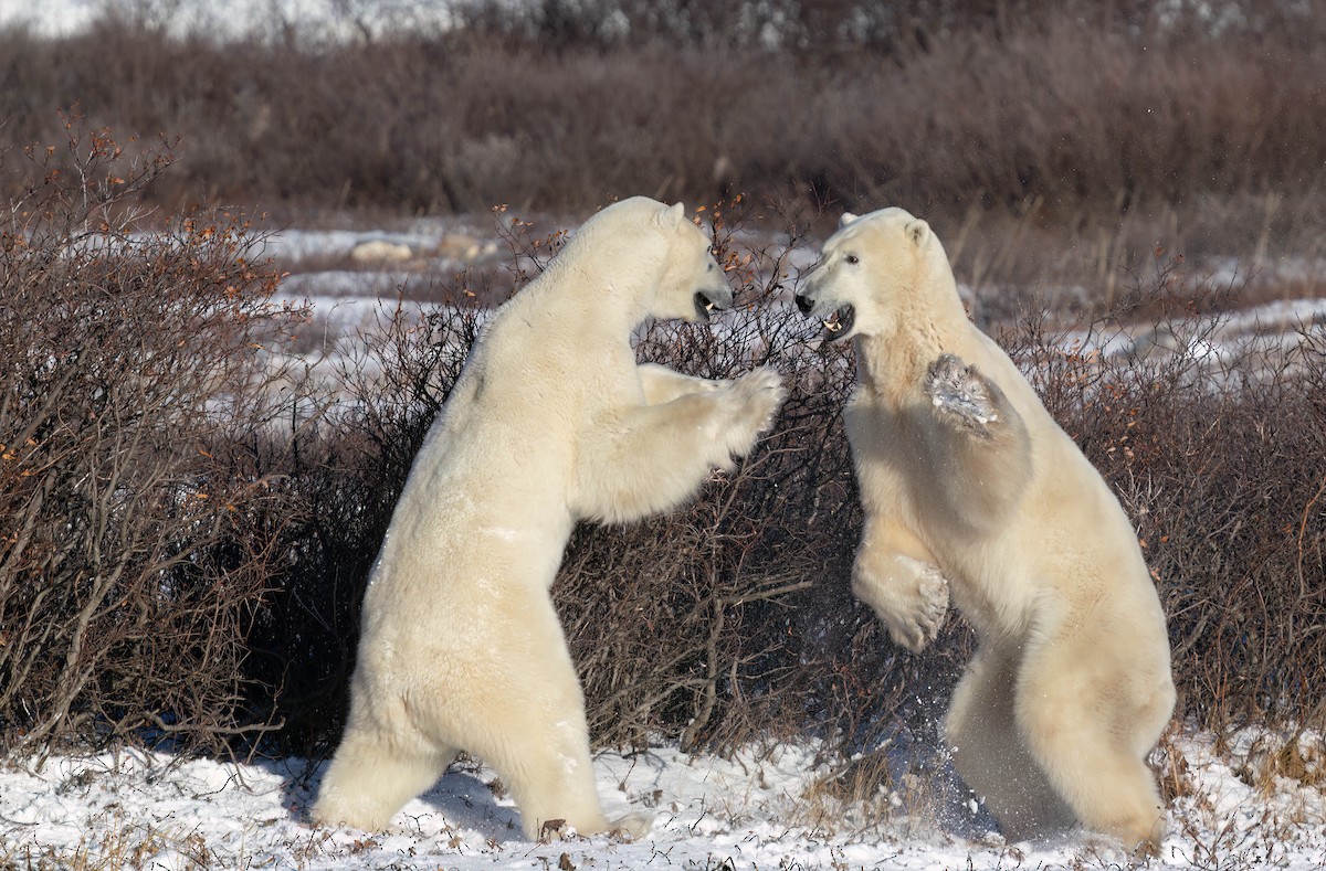Polar Bear - ML645035745