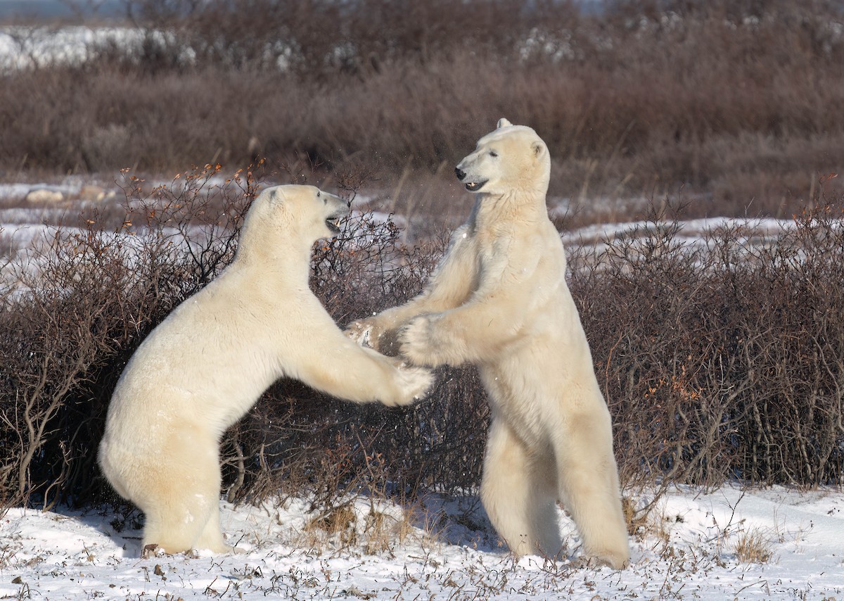 Polar Bear - ML645035746