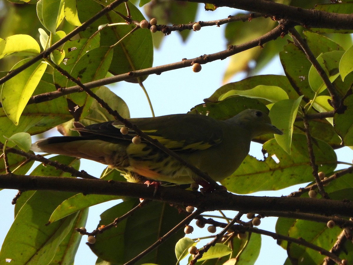 Orange-breasted Green-Pigeon - ML645035770
