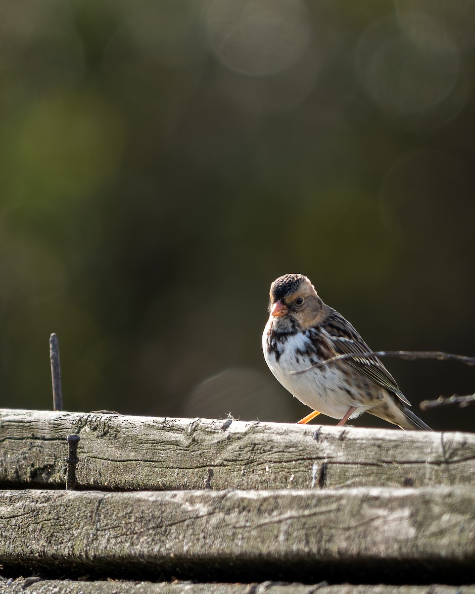 Harris's Sparrow - ML645035776