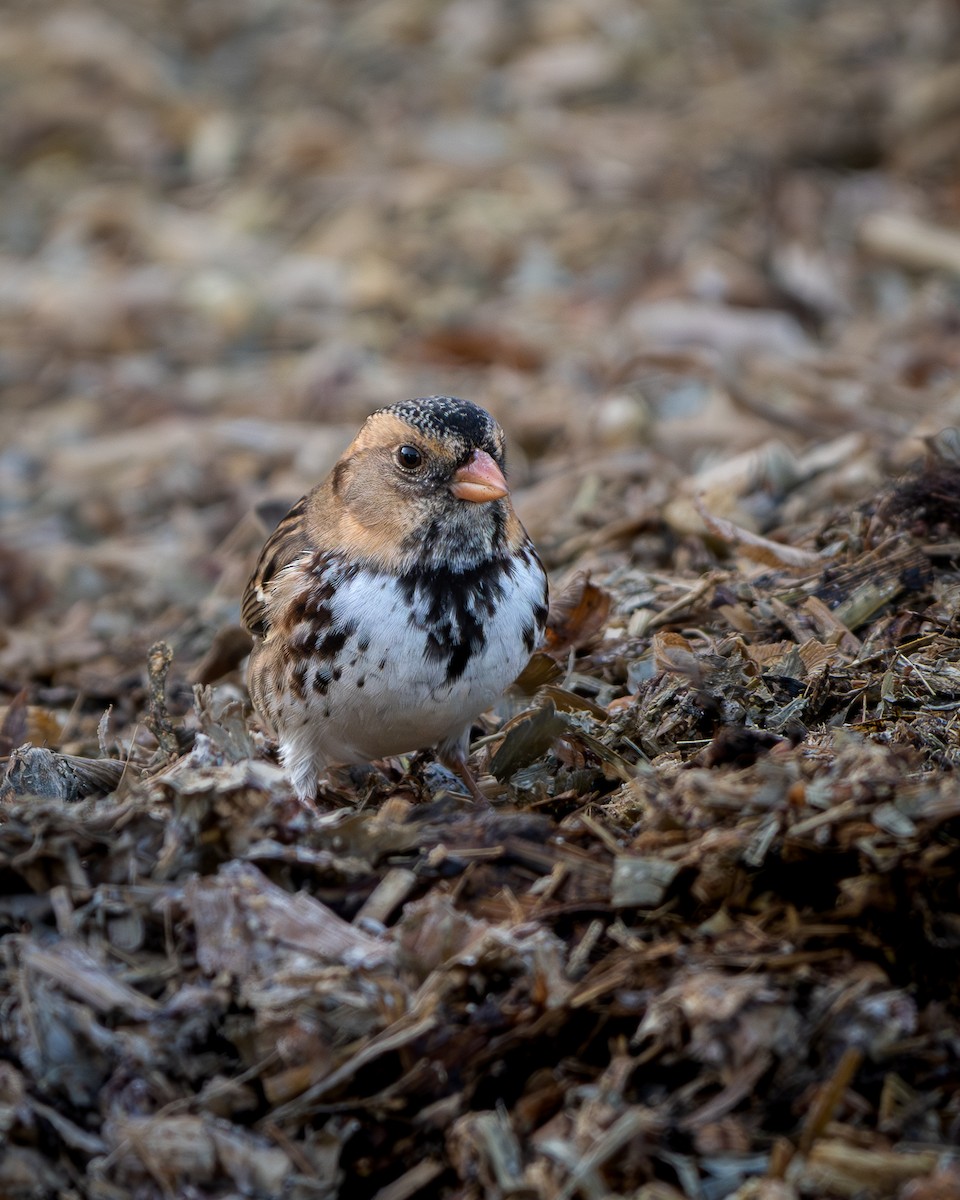 Harris's Sparrow - ML645035777