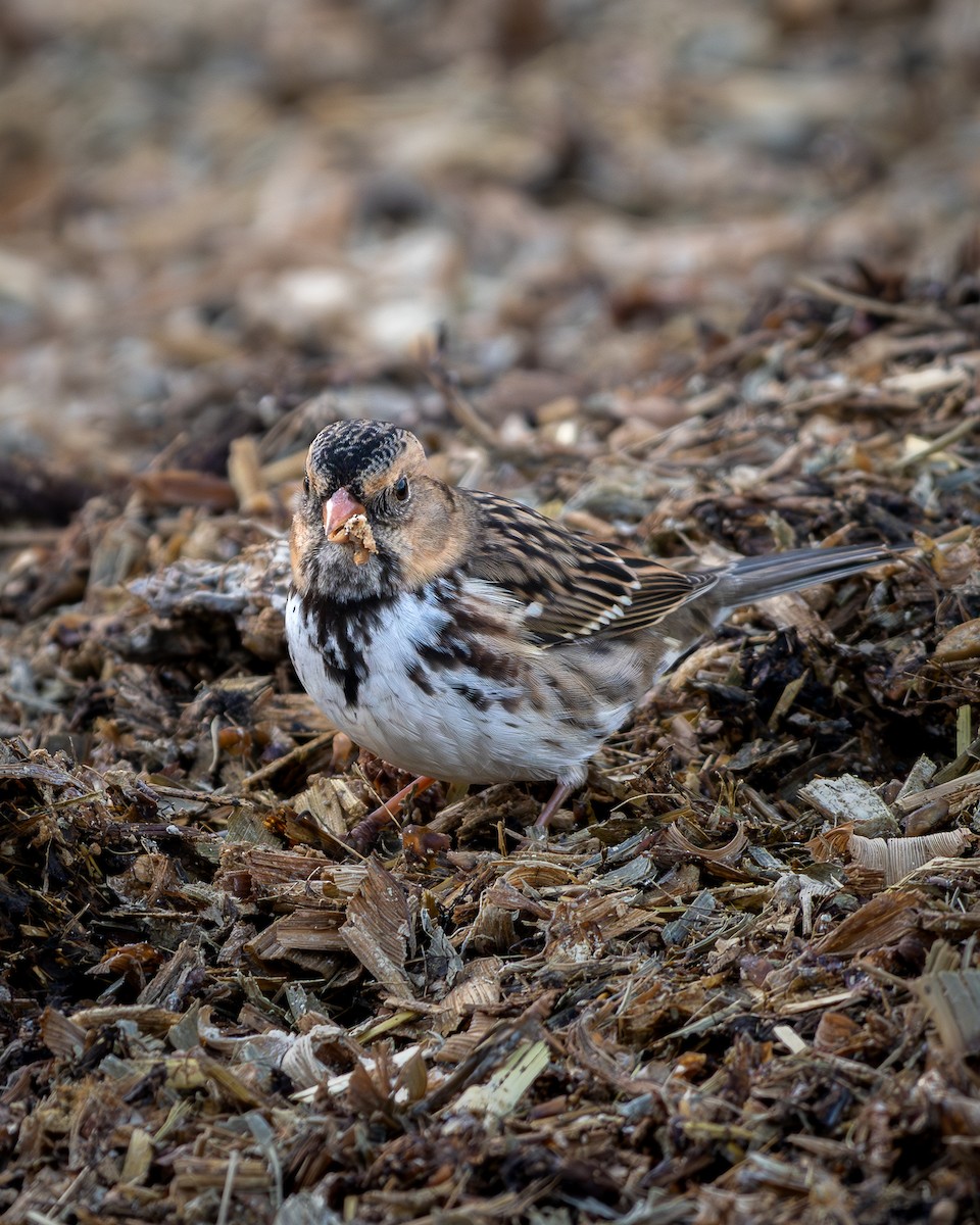 Harris's Sparrow - ML645035778
