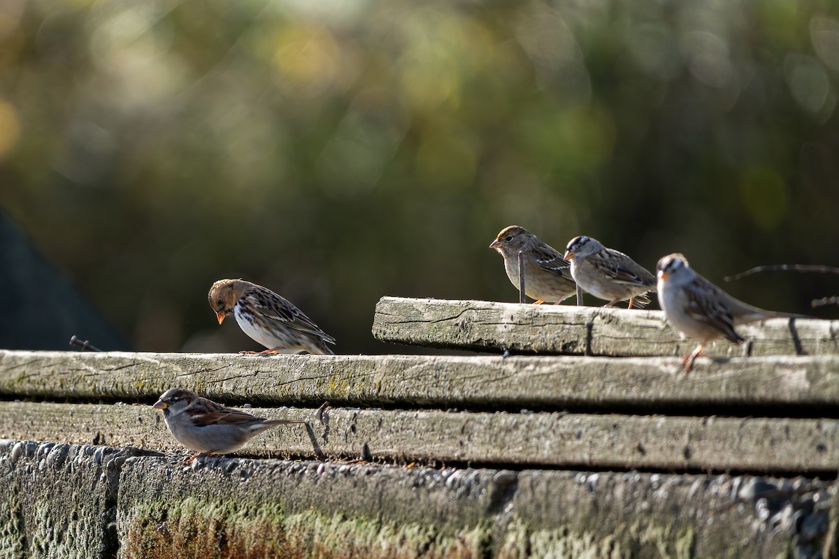 Harris's Sparrow - ML645035779