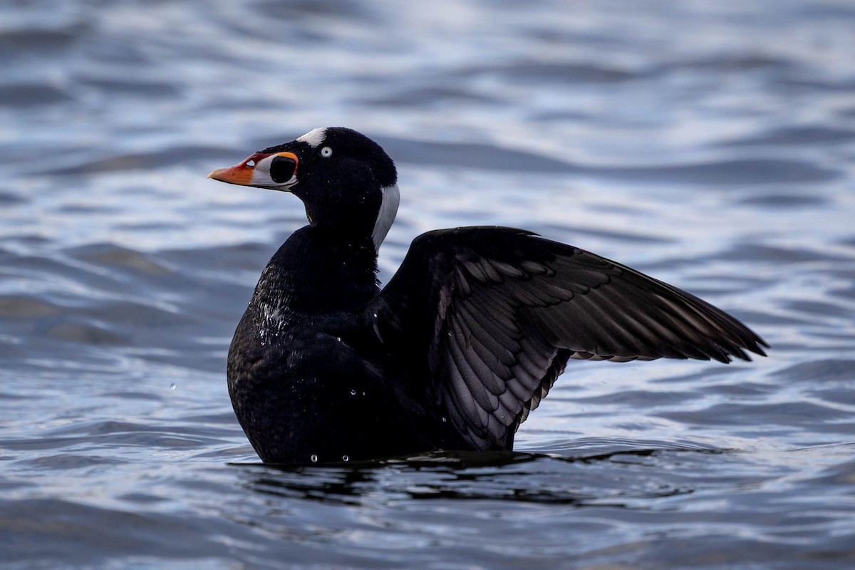 Surf Scoter - ML645035783