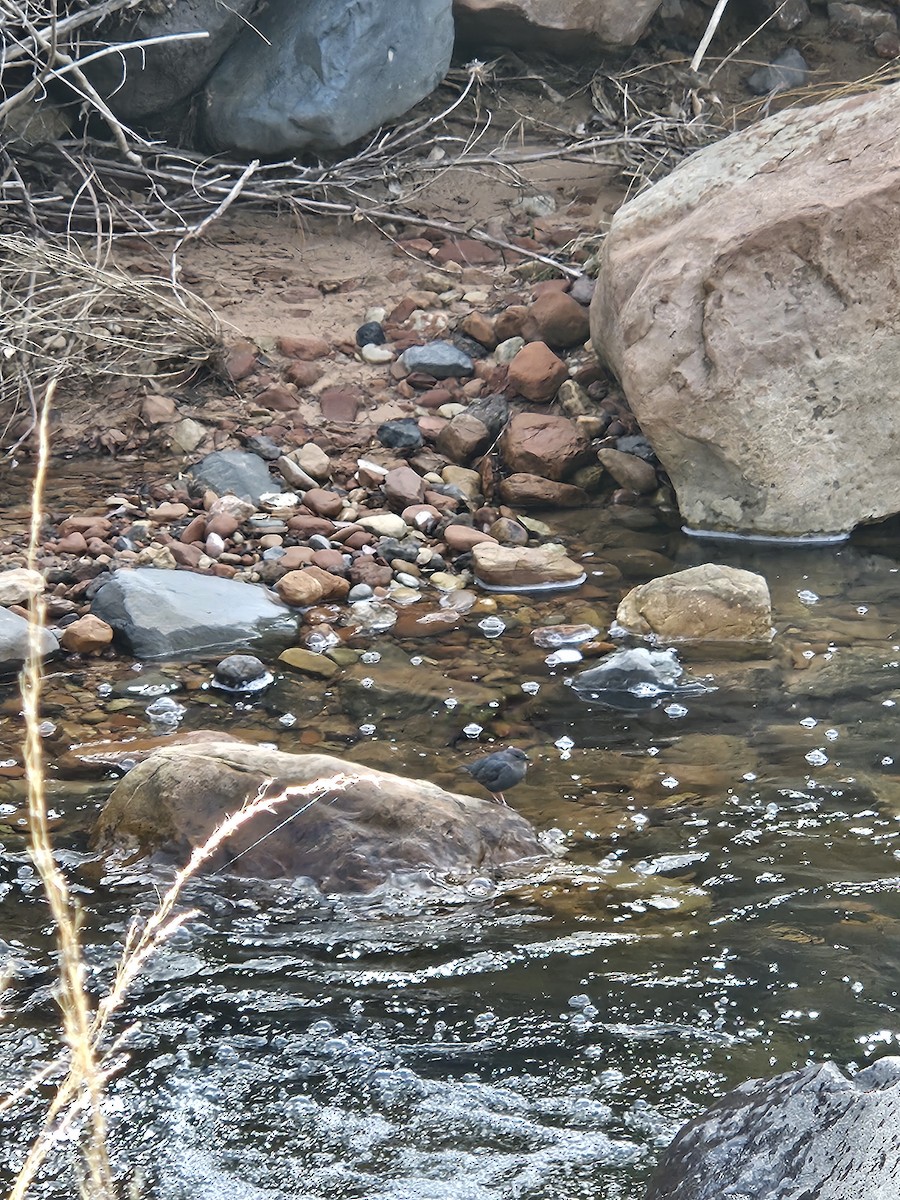 American Dipper - ML645035799