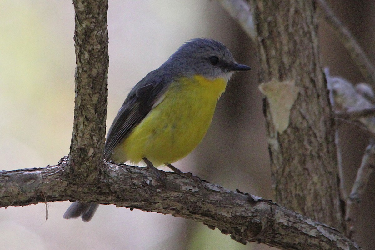 Королець жовтий - ML645035827