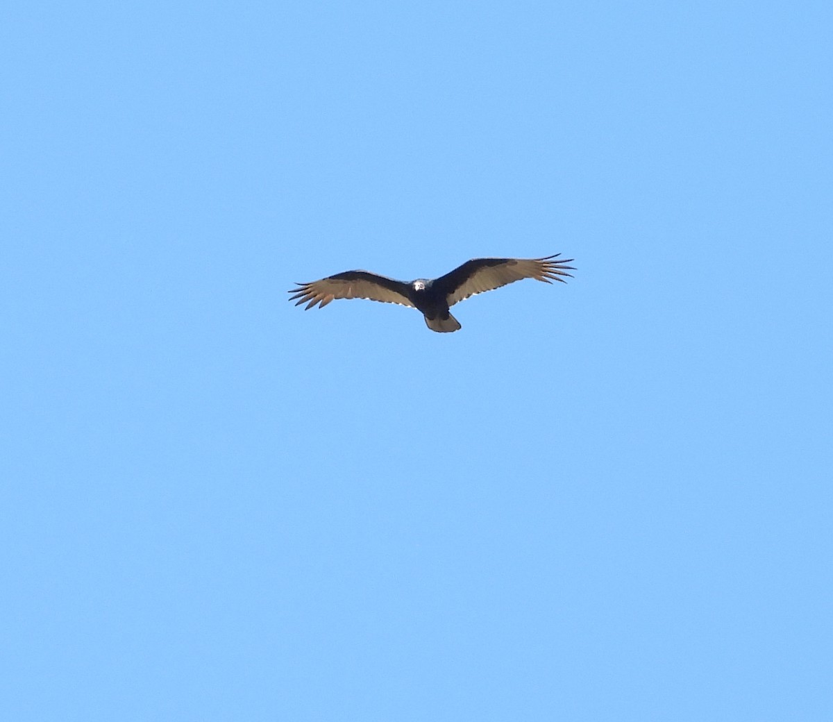 Turkey Vulture - ML645035831