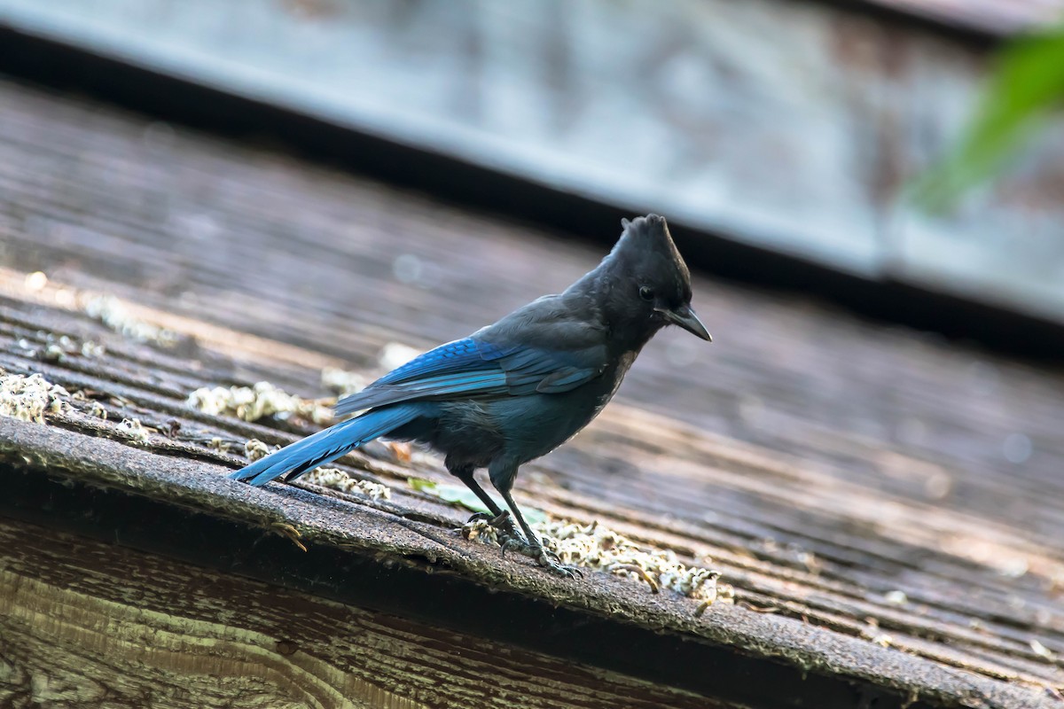 Steller Kargası - ML645035853