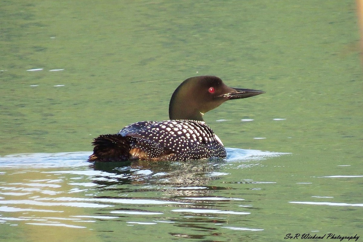 Common Loon - ML645035866