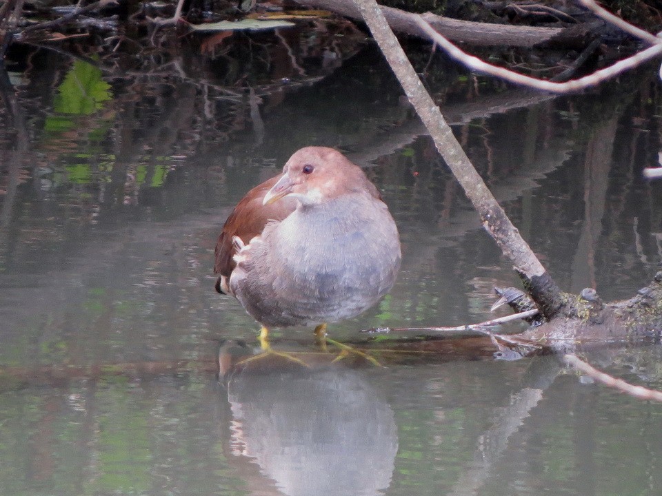 紅冠水雞 - ML645035877
