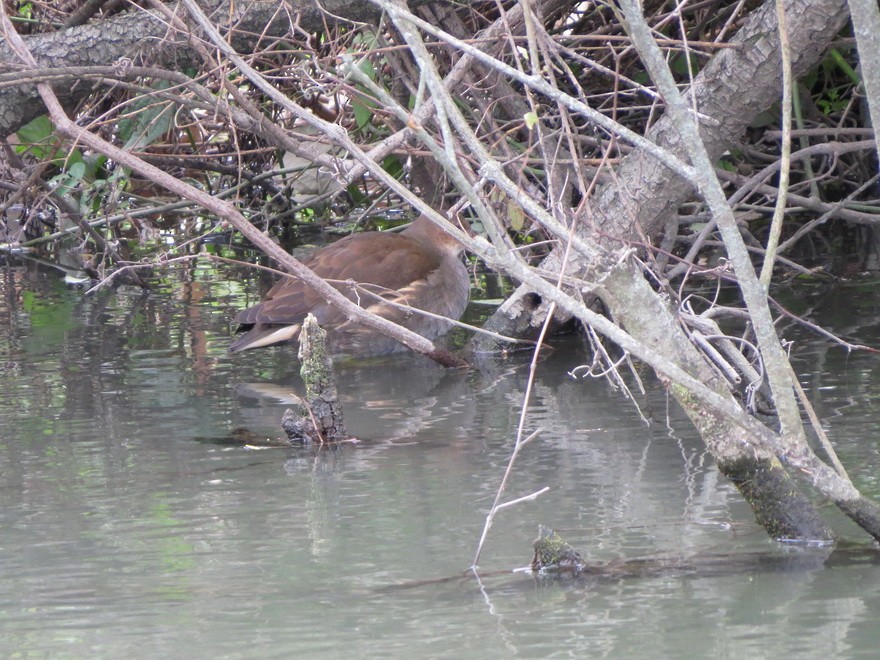 紅冠水雞 - ML645035880